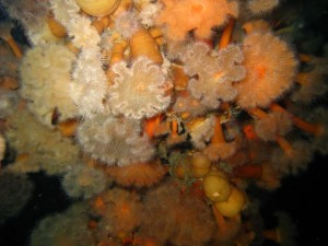Div. utgaver av sjøanemoner på vraket. 14 meters dyp